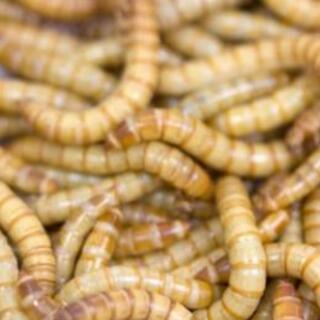 ミルワーム 定形外郵便発送・直接引取り可