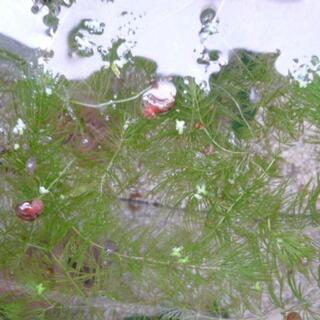 レッドラムズホーン上げますの画像