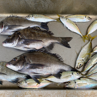 釣り仲間募集