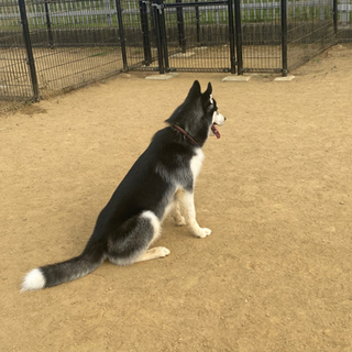 ハスキー飼われてる方…友達になりたぃ＾＾