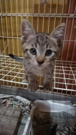 【中古】 ネコの手　一番 ２/小学館/池田さとみ 楽天市場】ねこじぞう 池田さとみの通販