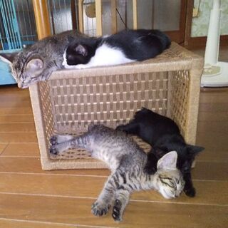 保護子猫の里親様になって下さい。