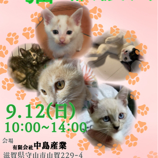 保護猫譲渡会