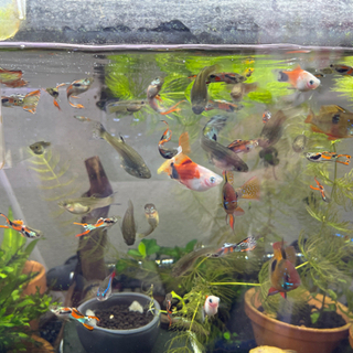 グッピーエンドラーズ1匹200円の画像