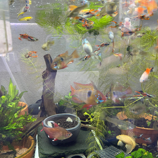 グッピーエンドラーズ1匹200円の画像