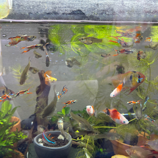 グッピーエンドラーズ1匹200円の画像