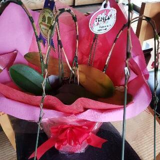 花が終わった胡蝶蘭の苗の画像