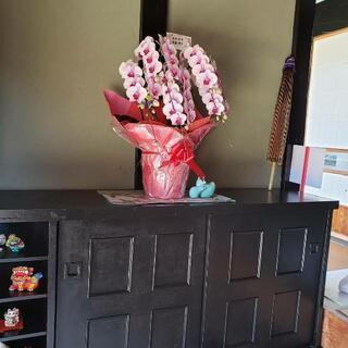 花が終わった胡蝶蘭の苗の画像