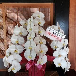 花が終わった胡蝶蘭の苗の画像