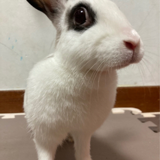 里親募集　ウサギ2匹　メス