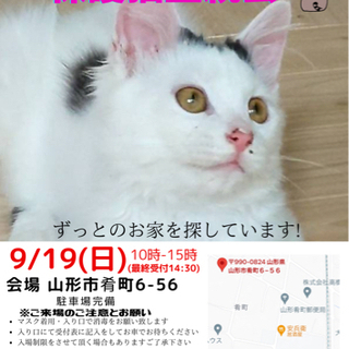 『にゃんこねくと』9/19 保護猫里親会