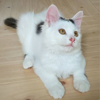 生後約2ヶ月の子猫