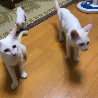 8ヶ月白い子猫　2匹の里親お願いします😻😻 - 名護市
