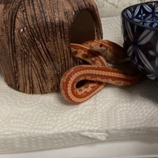 コーンスネーク(アメラニテッセラ)♀ 飼育用品一式譲れます。