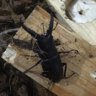 ノコギリクワガタオス100円