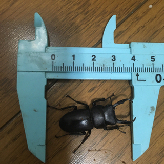 ノコギリクワガタオス100円の画像