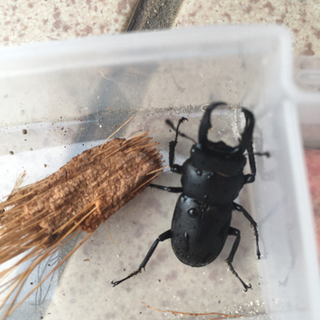 ノコギリクワガタオス100円の画像