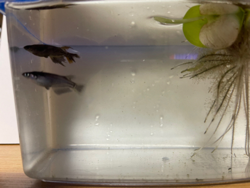 メダカ　サタン　黄ヒレ有り