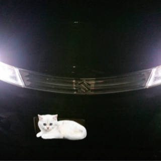 ♣︎LED爆光スモールランプ♣︎❶の画像