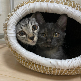 スモーク黒とサバトラ兄弟