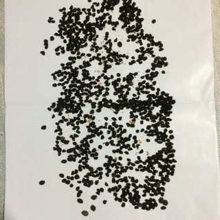 朝顔のタネ 少しオシロイバナの種入っていますの画像