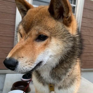 　柴犬　１歳１ヶ月　
