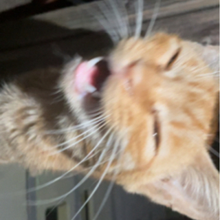 人懐っこいオスの子猫くんです - 猫
