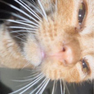 人懐っこいオスの子猫くんです - 宮崎市