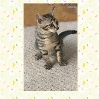 たくさんのご応募ありがとうございました。里親さんが決まりました。