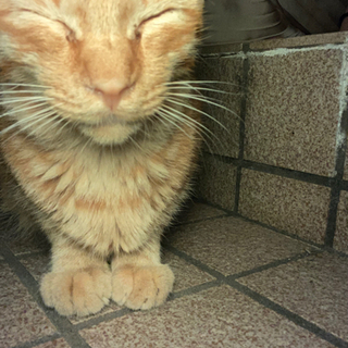 人懐っこいオスの子猫くんです − 宮崎県