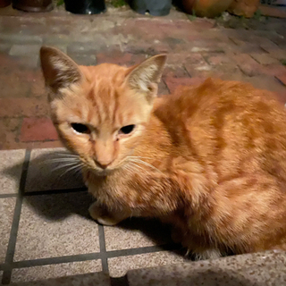 人懐っこいオスの子猫くんです - 里親募集
