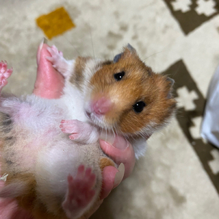 7ヶ月ゴールデンハムスター♀