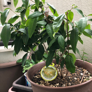 レモンマートル 鉢植え 葉に痛みあり