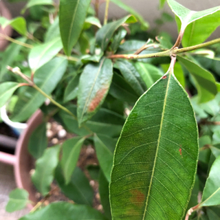 レモンマートル 鉢植え 葉に痛みありの画像