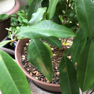 レモンマートル 鉢植え 葉に痛みありの画像