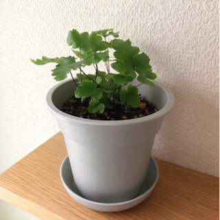 観葉植物　プテリス①　15cm　グレーカラーの3.5号の鉢と受け皿付き