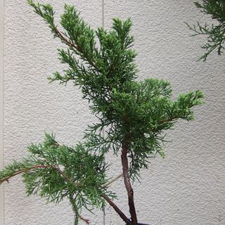 真柏　シンパク　盆栽　苗木
