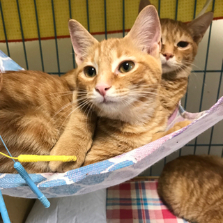 猫空✈️シリーズ🐱キツネ色のコッペパン三銃士❣️の王子さま❣️4...