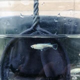 鱗光　ホワイトバージョン