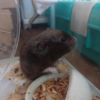 クロクマハムスター🐹♂