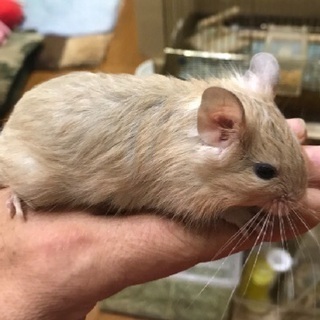 【けんぼの森】デグー デビューしました❗️《クリーム》8月5日生まれ♀1匹　当店特別販売価格（税込）➡︎15,000円 - 相模原市