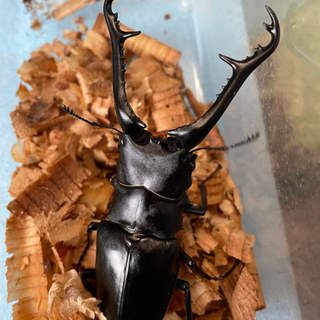 フローレス産　ギラファノコギリクワガタ　CB