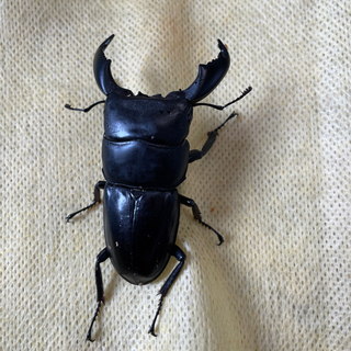 ダイオウヒラタ　wd