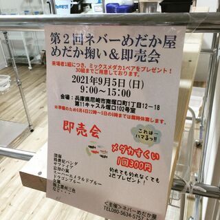 高級メダカが激安！第2回ネバーめだか屋[メダカすくい&即売会]「...