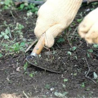 お庭の草取り