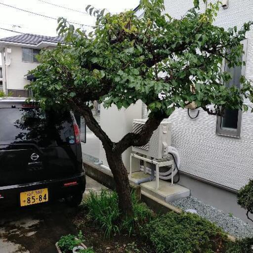 庭木　梅