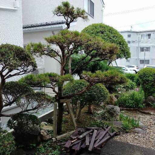 庭木　松