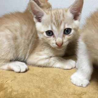 里親募集　決定しました