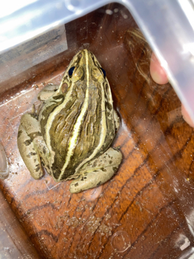 激レア、トノサマガエル メス 体長 約8cm 9/6まで掲載！