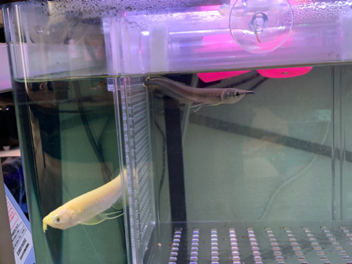 決まりました　　熱帯魚　アロワナ、クテノポマ　etc 🐟
